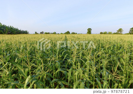 Field of corn on a farm on a summer Field of corn on a farm on a summer 97878721