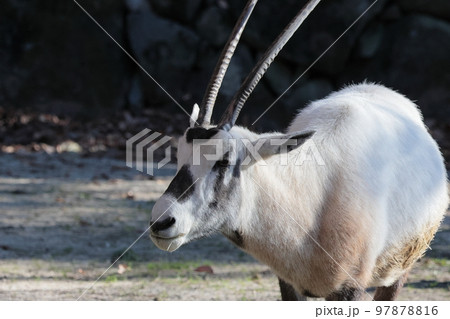 アラビアオリックス 97878816