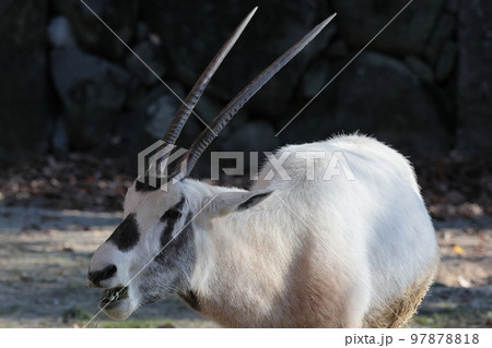 アラビアオリックス 97878818