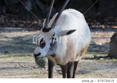 アラビアオリックス 97878819