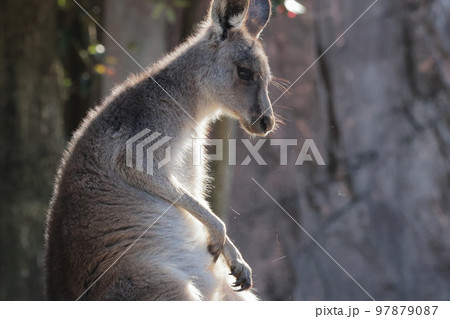 カンガルー カンガルー 97879087