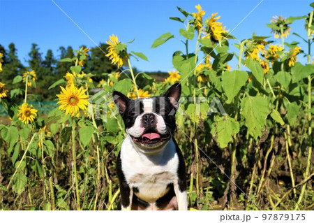 2022日本で一番幸せな鳩山町の青空のミニひまわり畑で可愛く見つめるボストンテリアのマイティ君♡ 97879175