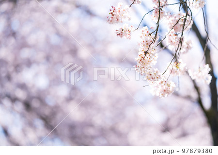 Cherry Blossoms Cherry Blossoms 97879380