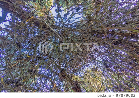 Vertical image of coniferous tree branches with pine cones against the sky 97879682