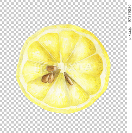 Fresh lemon. Watercolor illustration. 97879886