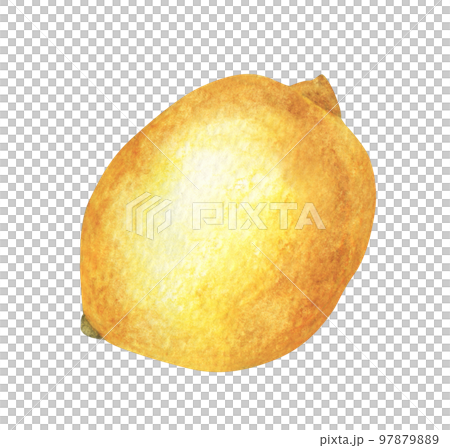 Fresh lemon. Watercolor illustration. 97879889