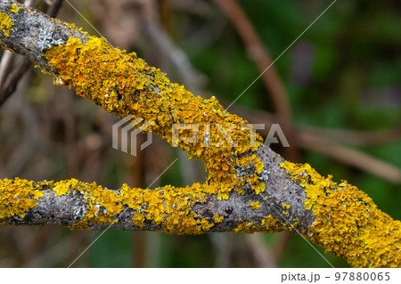 Orange lichen, Xanthoria parietina, growing on tree bark 97880065
