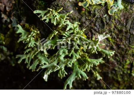 Lichen - Parmotrema reticulatum Growing on fallen log 97880100