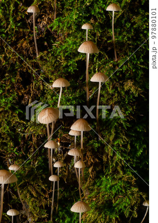 Mushroom Mycena galopus grows on green moss in the forest Mushroom Mycena galopus grows on green moss in the forest 97880101