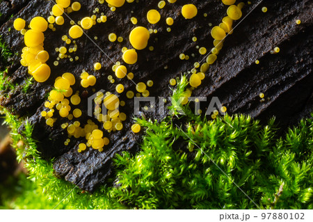 Very small fungus yellow fairy cups or lemon discos, Bisporella citrina, on old wet wood Very small fungus yellow fairy cups or lemon discos, Bisporella citrina, on old wet wood 97880102