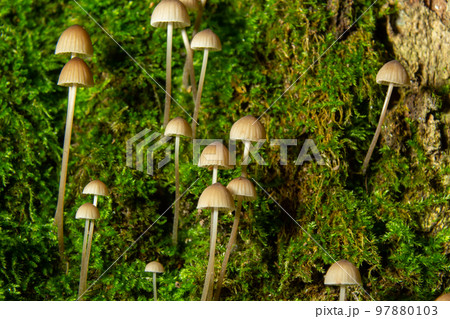 Mushroom Mycena galopus grows on green moss in the forest Mushroom Mycena galopus grows on green moss in the forest 97880103