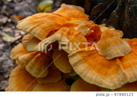 The sulfur-yellow tinder Latin Laetiporus sulphureus is a fungus grown on a tree, a yellowish mushroom The sulfur-yellow tinder Latin Laetiporus sulphureus is a fungus grown on a tree, a yellowish mushroom 97880125