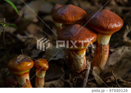 Mushroom season. Autumn in the park. Slippery Jack edible cattails Suillus luteus Mushroom season. Autumn in the park. Slippery Jack edible cattails Suillus luteus 97880126