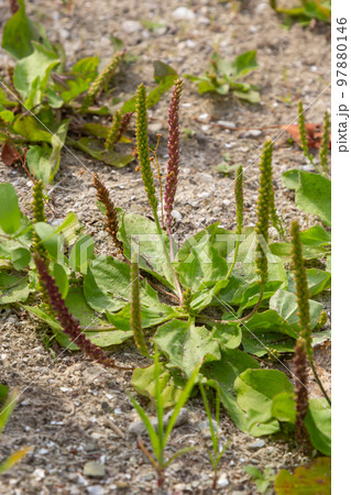 Plantain flowering plant on sandy soil. Plantago major broadleaf plantain, white man's foot or greater plantain 97880146