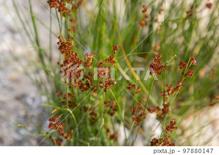 Common Soft Rush Juncus effusus is a perennial herbaceous flowering plant species in the family Juncaceae 97880147