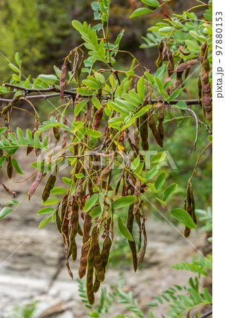 Robinia pseudoacacia ripe seed fruit on twig closeup selective focus 97880153