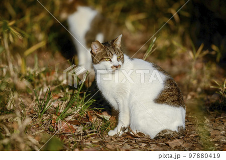 草原に座る猫【冬の陽だまり】TNR野良猫 草原に座る猫【冬の陽だまり】TNR野良猫 97880419