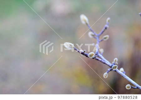 モクレンの冬芽 97880528