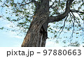 初秋の木の幹を見上げる 北海道 97880663