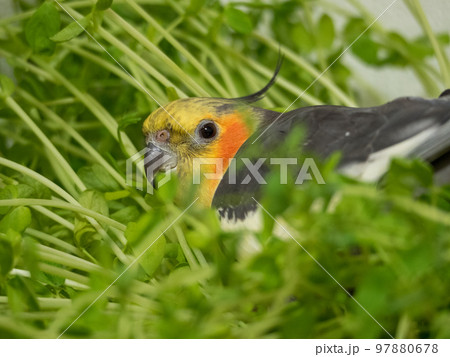豆苗に埋もれるオカメインコ 97880678