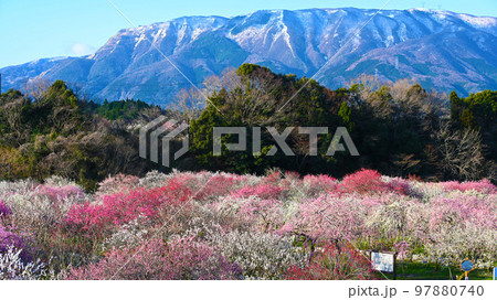 いなべ市梅林公園 満開の梅の花 いなべ市梅林公園 満開の梅の花 97880740