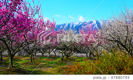 いなべ市梅林公園　満開の梅の花 97880793