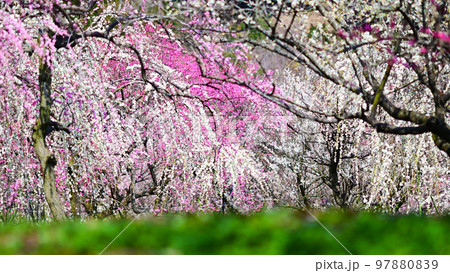 いなべ市梅林公園 満開の梅の花 いなべ市梅林公園 満開の梅の花 97880839