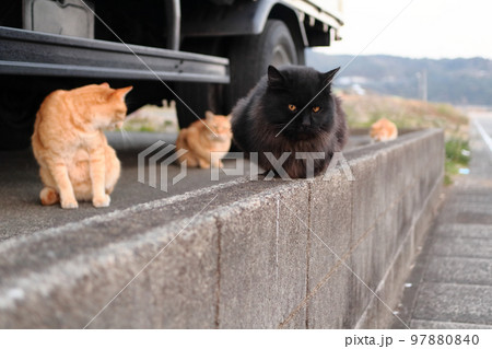 黒猫と三匹の茶トラ 黒猫と三匹の茶トラ 97880840