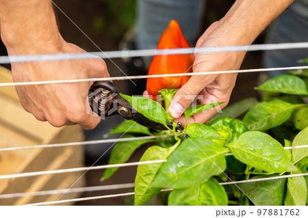 Experienced agronomist collecting the harvest of the vegetable crops 97881762