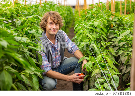 Smiling pleased agriculturist harvesting the agronomic crops in a hothouse 97881803