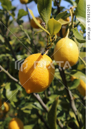 瀬戸内レモン 97882045