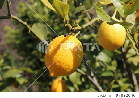 瀬戸内レモン 97882046