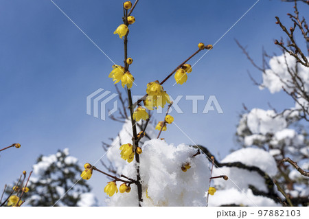 雪の兼六園で可憐な黄色い花を咲かせるソシンロウバイ 雪の兼六園で可憐な黄色い花を咲かせるソシンロウバイ 97882103