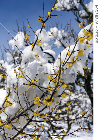 雪の兼六園で可憐な黄色い花を咲かせるソシンロウバイ 97882104