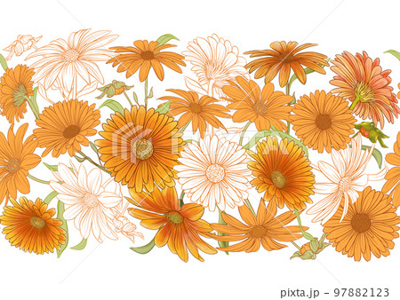 Calendula medicinal herbs and flowers. Calendula medicinal herbs and flowers. 97882123