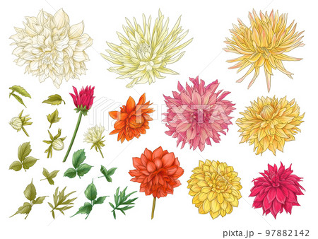 Dahlias flowers, outline Vector illustration.  97882142