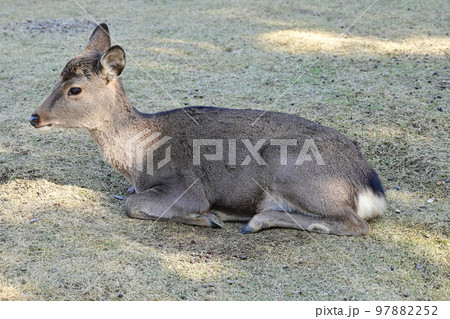 木陰で休む奈良公園のシカ 木陰で休む奈良公園のシカ 97882252