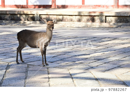 境内を歩く奈良公園のシカ 境内を歩く奈良公園のシカ 97882267