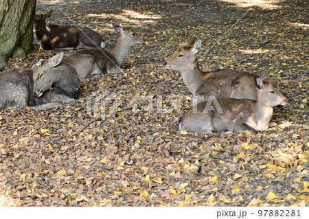 木陰で休む奈良公園のシカ 97882281
