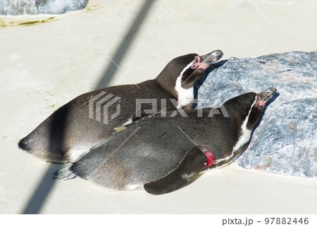 並んで日光浴するフンボルトペンギン 並んで日光浴するフンボルトペンギン 97882446
