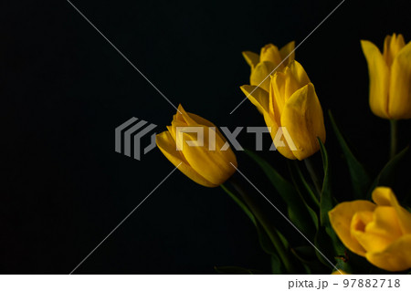 Bouquet of yellow tulips Bouquet of yellow tulips 97882718