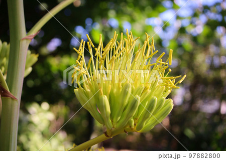 開花したアガベ 97882800