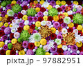 栃木市　とちぎ花センターの花手水 97882951