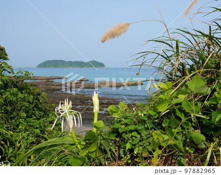 茂串海岸お植物　浜木綿　Crinum asiaticum　（熊本県天草市牛深町） 97882965