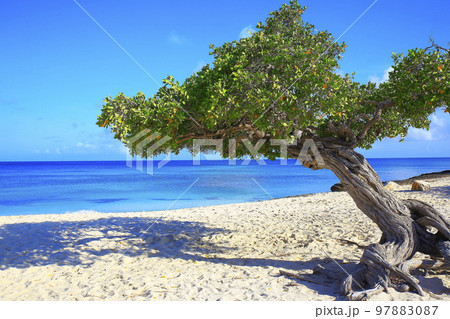 Secluded turquoise beach in Aruba, Caribbean Blue sea, Duth Antilles 97883087