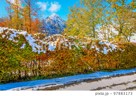Road in alpine woodland and snowy pine woods in bavarian Alps at autumn, Germany 97883173