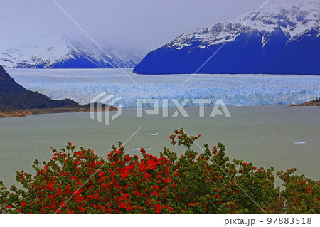 Perito Moreno Glacier in El Calafate, Patagonia of Argentina Perito Moreno Glacier in El Calafate, Patagonia of Argentina 97883518