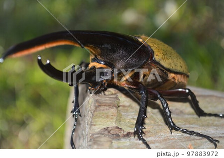 ヘラクレスオオカブトのヘラクレスヘラクレス樹木の上で ヘラクレスオオカブトのヘラクレスヘラクレス樹木の上で 97883972