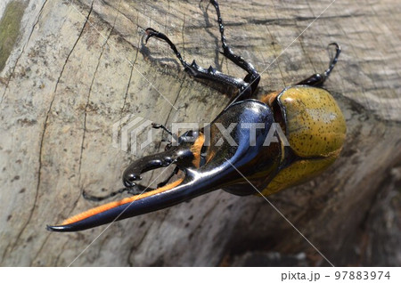 ヘラクレスオオカブトのヘラクレスヘラクレス樹木の上で 97883974