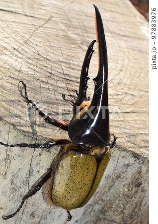 ヘラクレスオオカブトのヘラクレスヘラクレス樹木の上で ヘラクレスオオカブトのヘラクレスヘラクレス樹木の上で 97883976